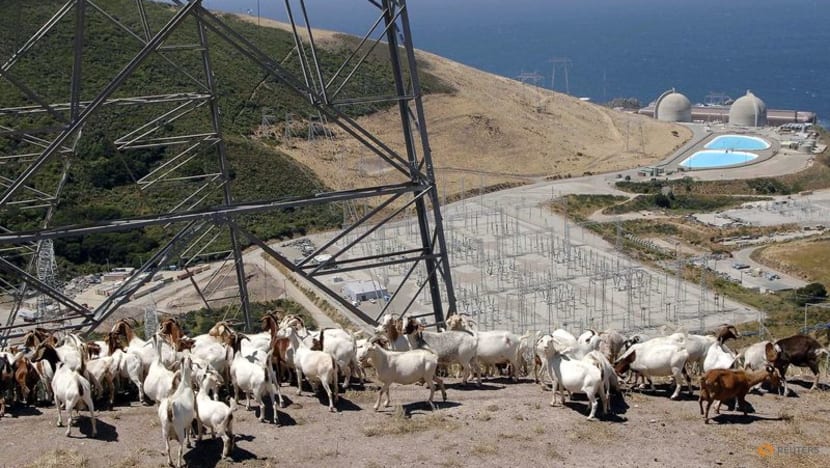 California's only nuclear plant to use AI to help comply with new licensing challenges