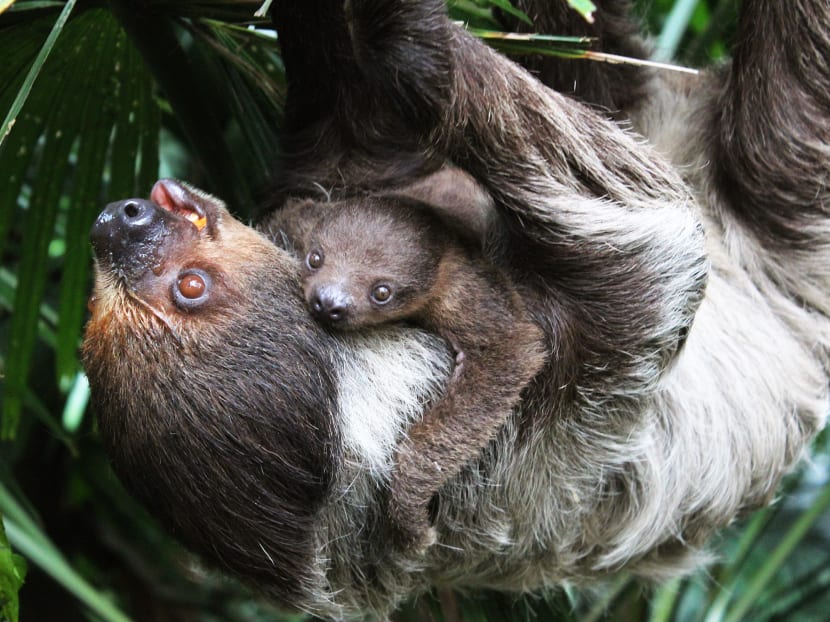 Asia’s first giant river otter baby born at River Safari