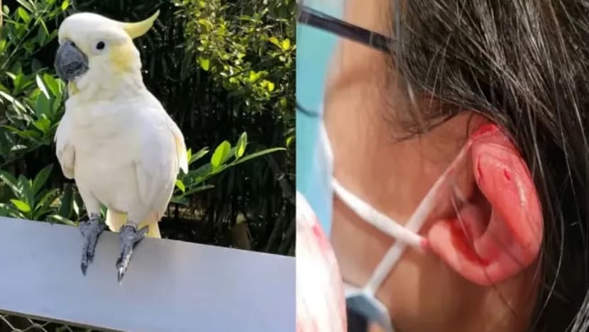 Girl bitten by cockatoo at Bird Paradise, Mandai Wildlife Group rendered first aid