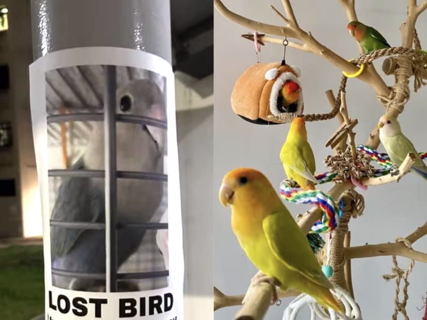 ‘They fly while you walk’: How Singapore's pet birds are lost and found