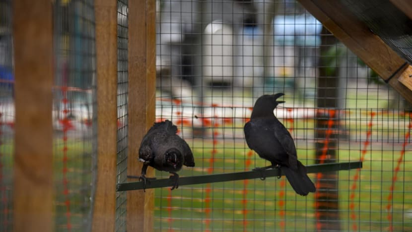 Man to be charged for disrupting NParks crow trapping in Toa Payoh
