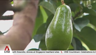 Sabah's locally grown avocados could be next big export