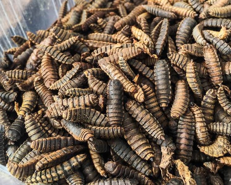 How flies and maggots are being bred to eat your food waste and keep Singapore clean