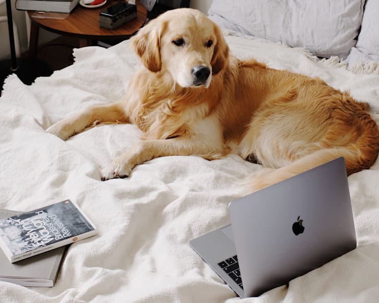 Should employers grant pawternity leave?