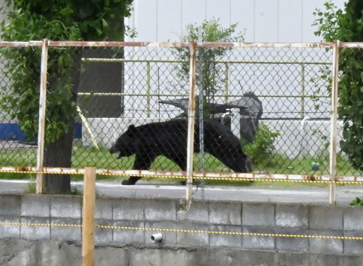 袭击四人藏身工厂福岛黑熊疑自行开窗逃脱- 8world