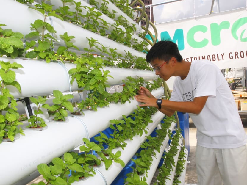 S’pore’s 1st rooftop farm aims to supply produce to F&B outlets