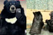 China Zoo Hiring Bear Costume Performers For S$19K A Year — Performers Not Allowed To Talk, Only Growl