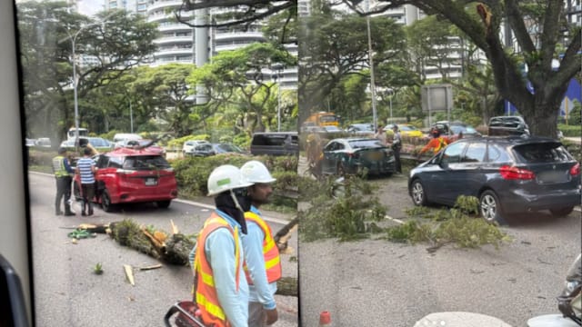 ECP树枝砸中五辆车 树枝是被拖车撞断