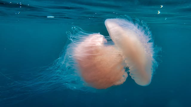 疑食用水母后食物中毒 泰国五人紧急送医