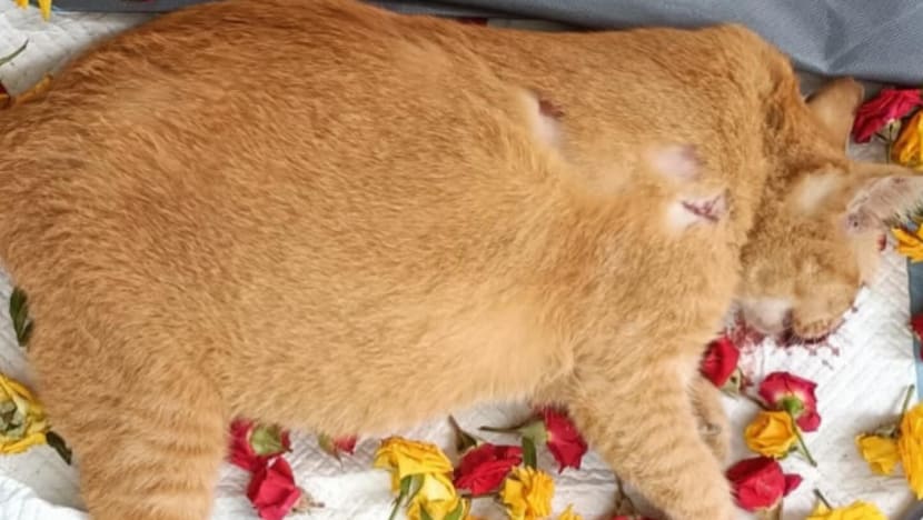 Commentary: What drives seemingly ‘ordinary’ people to abuse animals? Commentary: What drives seemingly ‘ordinary’ people to abuse animals?