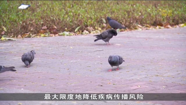 我国展开研究 用数据定位禽流感高风险区