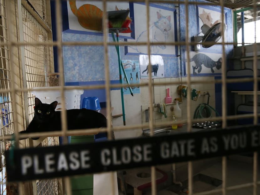 Harsher penalties needed for animal abuse