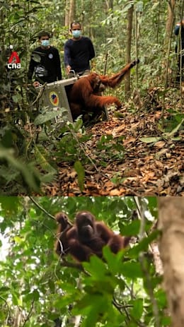 Indonesia rescues orangutans after Borneo wildfires destroy their habitat