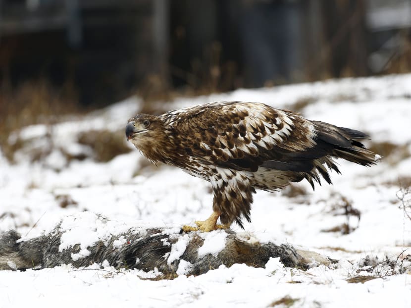 Chernobyl zone turns into testbed for Nature’s rebound