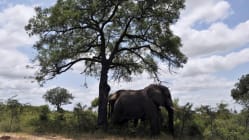 Related article image