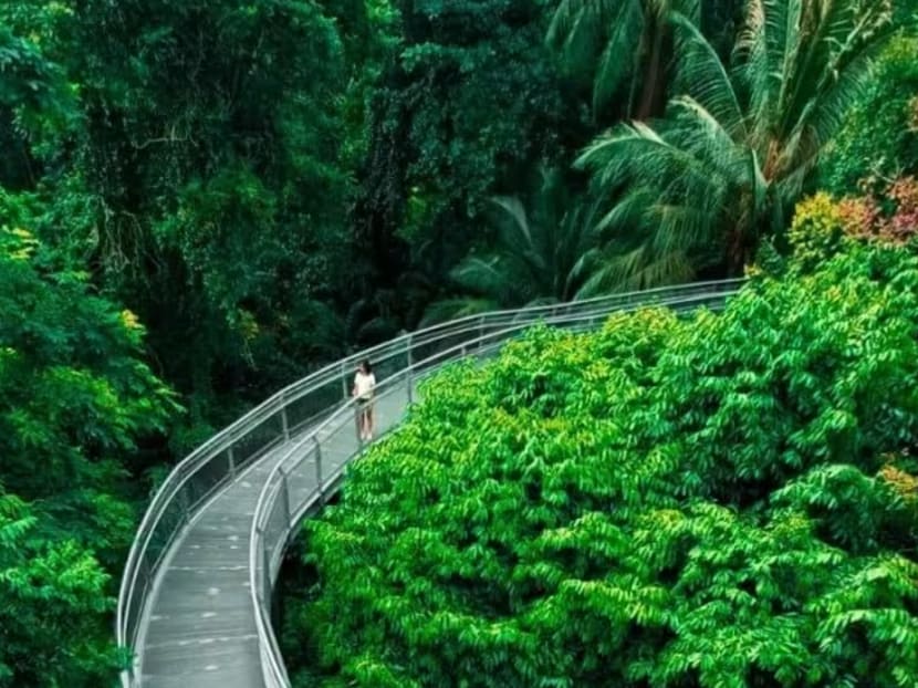 Forest Walk at Telok Blangah Hill Park.