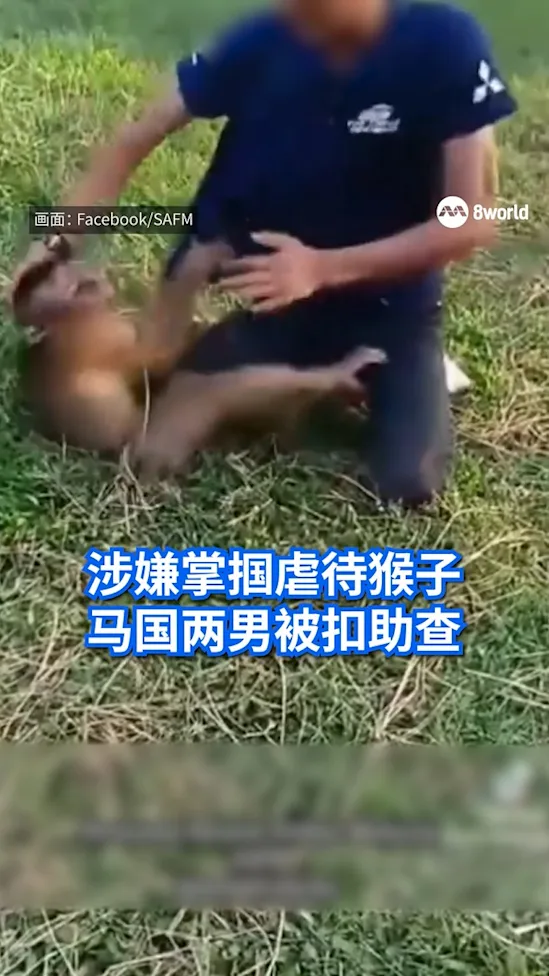 20251116 Malaysia Monkey