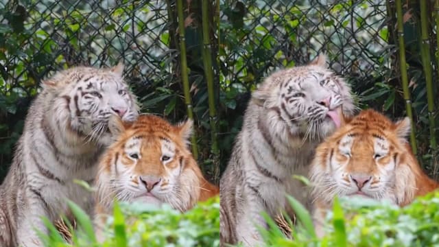 重庆双胞胎老虎因呆萌长相走红  网民戏称“没头脑”和“不高兴”