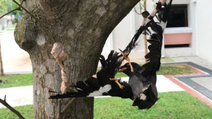 BERITA+: Kejadian burung tiung digam di pokok cetus debat undang-undang perlindungan haiwan