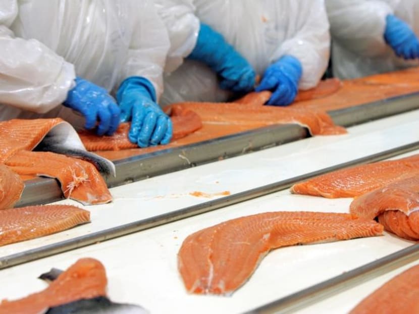 A recall was issued on Wednesday by the Singapore Food Agency (SFA) for a batch of Atlantic salmon from Norway, after listeria monocytogenes bacteria was detected in a sample. A recall was issued on Wednesday by the Singapore Food Agency (SFA) for a batch of Atlantic salmon from Norway, after listeria monocytogenes bacteria was detected in a sample.