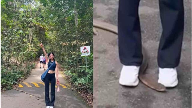 武吉知马拍照眼镜王蛇乱入 女子惊呼“与死神擦身而过”