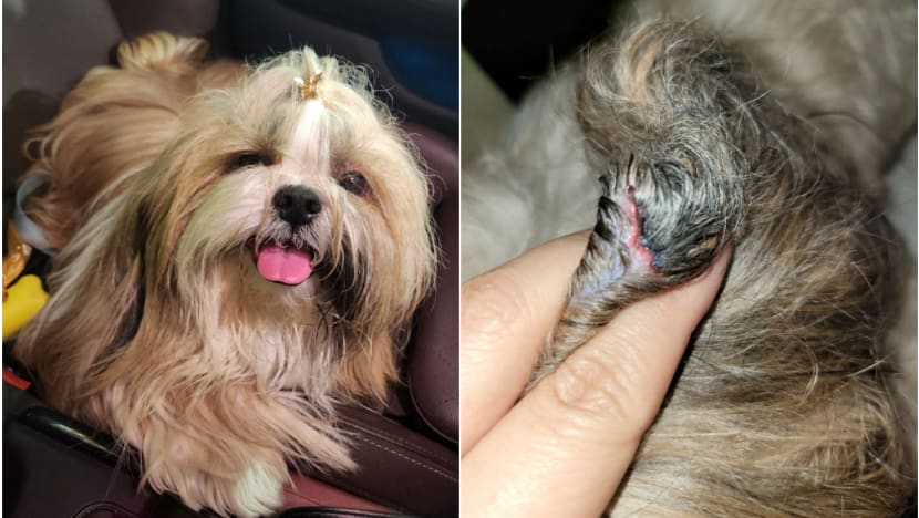 Singapore pet owners, businesses call for more regulation after 'way too many incidents'