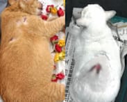 Man who tortured, stabbed multiple cats gets 31 months' jail in record sentence for animal abuse