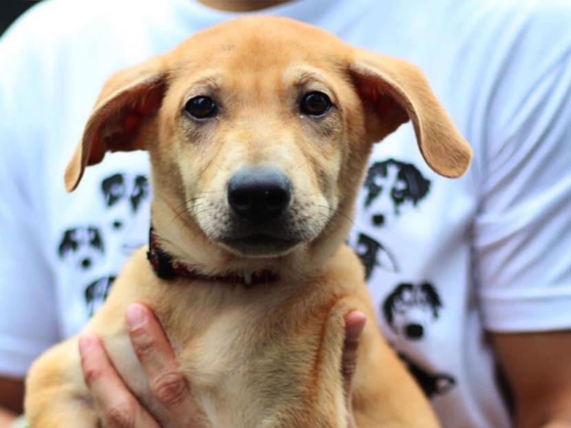 The case of Loki (pictured), euthanised at the request of its owner, is now the subject of civil proceedings.