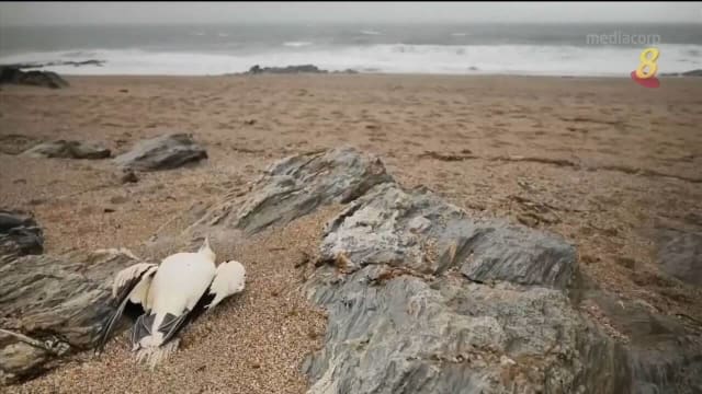 英国禽流感迅速蔓延 造成鸟类大量死亡