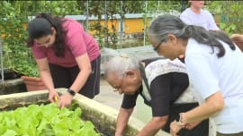 தோட்டக்கலை ஆர்வலர்களை ஈர்க்கும் தேசியப் பூங்காக் கழகத்தின் “Grow and Share”  திட்டம்