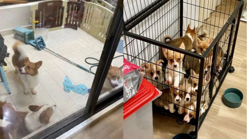AVS seizes 19 dogs, including corgis, from illegal dog breeder