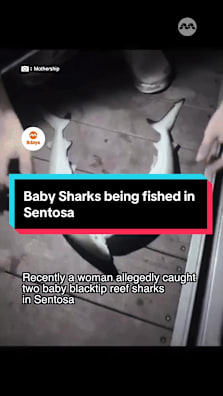 Don’t hurt out baby Sharks!  #8dayssg #8dayssgtrending #sharks #fishing #fypsg 