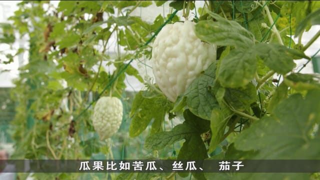 狮城有约 | 生活小学堂：在家也能种出肥美的蔬菜瓜果