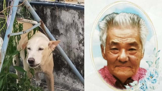 马国捉狗队捕流浪狗闹出人命 老翁为护爱犬丧命