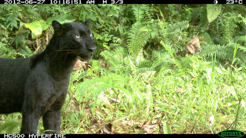 The Big Read: Heeding the call of the wild, S’porean conservationists make their mark abroad