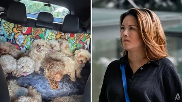 违规饲养近80只宠物狗 妇女被判罚款2万1500元