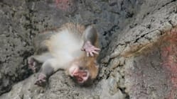 Related article image