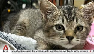 Some cat welfare groups are over capacity with more animals needing help