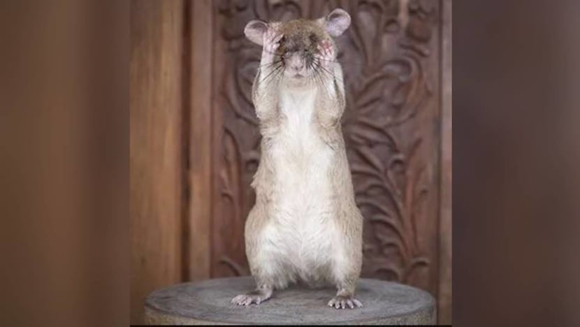 Rat-ical hero: Landmine detection rat Magawa wins gold medal for ‘life-saving’ work in Cambodia Rat-ical hero: Landmine detection rat Magawa wins gold medal for ‘life-saving’ work in Cambodia