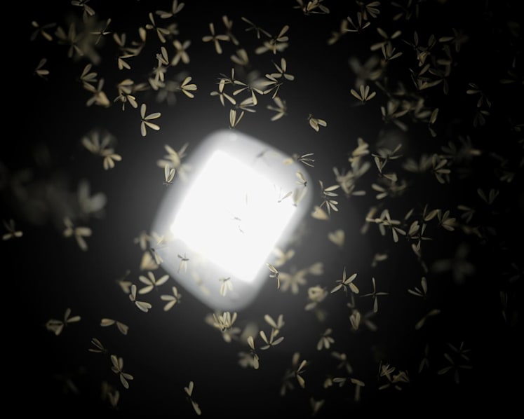 Why do flying ants, bees and beetles keep ending up in your home – and how do you get them out humanely?