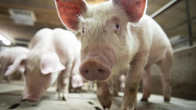 恢复死猪血液循环和细胞功能  专家：或须重新定义死亡
