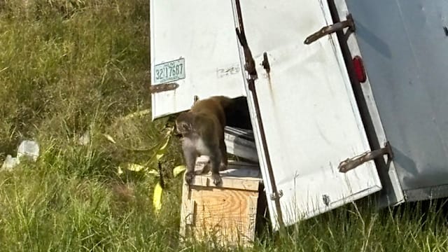 美国运猴货车车祸 多只感染病毒猴子逃脱