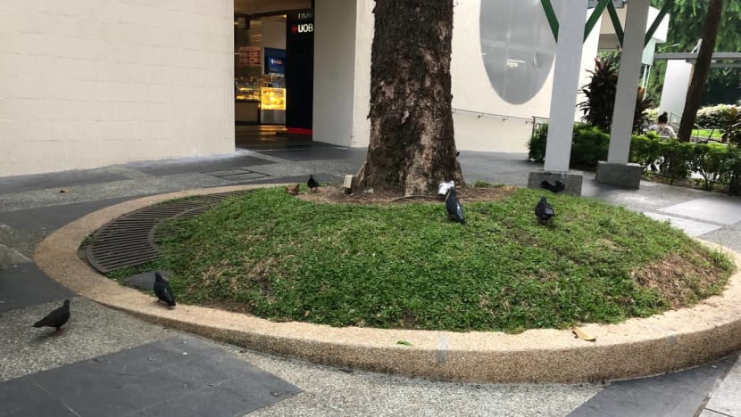 Pigeon control measures: Residents mostly unfazed by birds; nature group calls for enforcement against feeding Pigeon control measures: Residents mostly unfazed by birds; nature group calls for enforcement against feeding