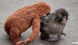 Japan arrests Americans over stunt at baby monkey Punch's zoo