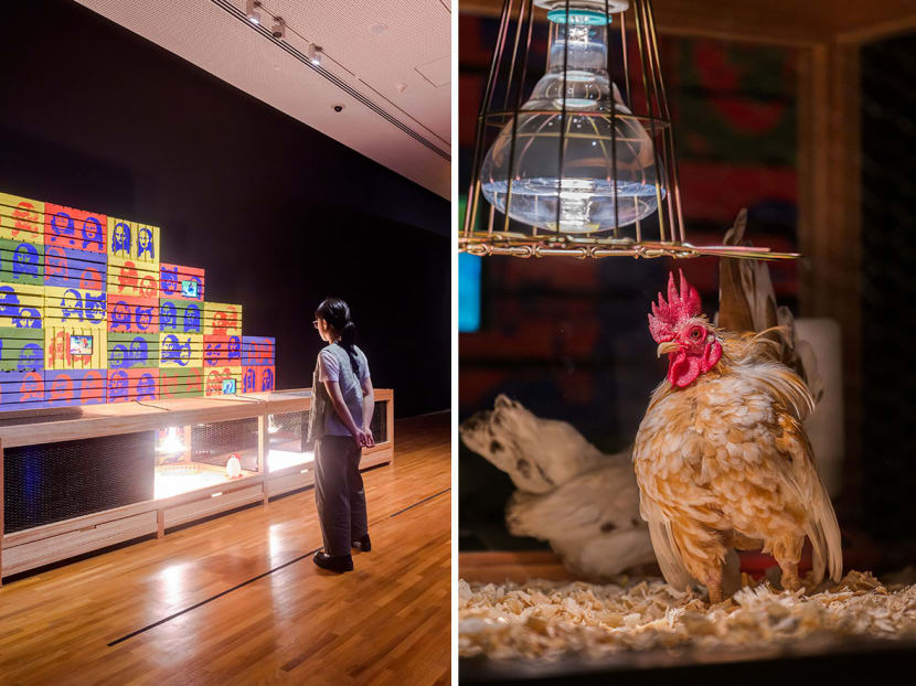An art installation (left) titled How to Explain Art to a Bangkok Cock was part of an exhibition that opened at the National Gallery Singapore on May 5, 2023. The detail on the right shows how live poultry were incorporated in the installation. An art installation (left) titled How to Explain Art to a Bangkok Cock was part of an exhibition that opened at the National Gallery Singapore on May 5, 2023. The detail on the right shows how live poultry were incorporated in the installation.