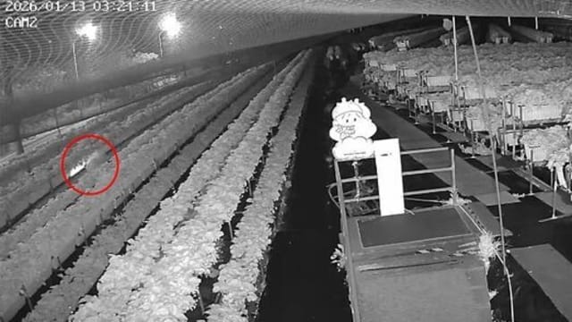 为满足女儿愿望 台男偷摘480元草莓