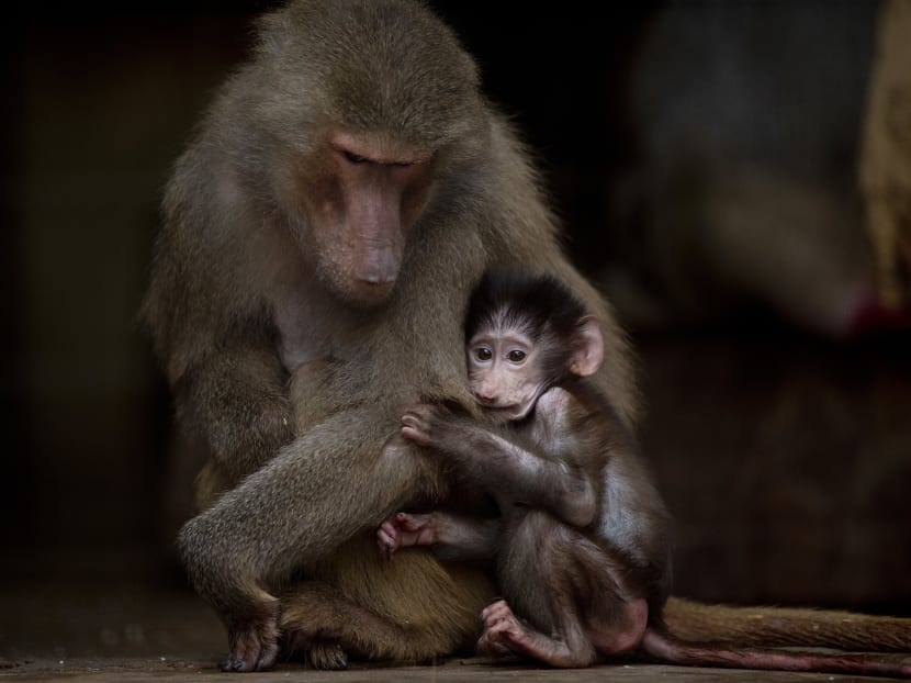 Animals still stuck in cages a year after zoo closure