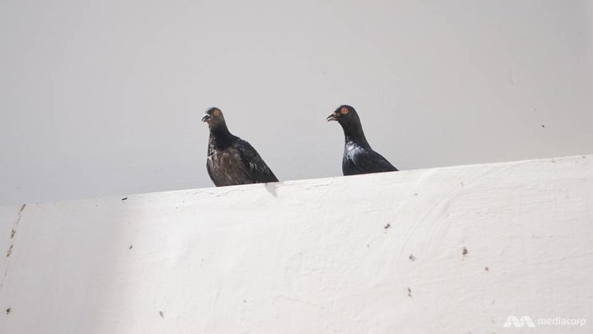 Need to understand motivations to counter persistent pigeon feeders: NParks Need to understand motivations to counter persistent pigeon feeders: NParks
