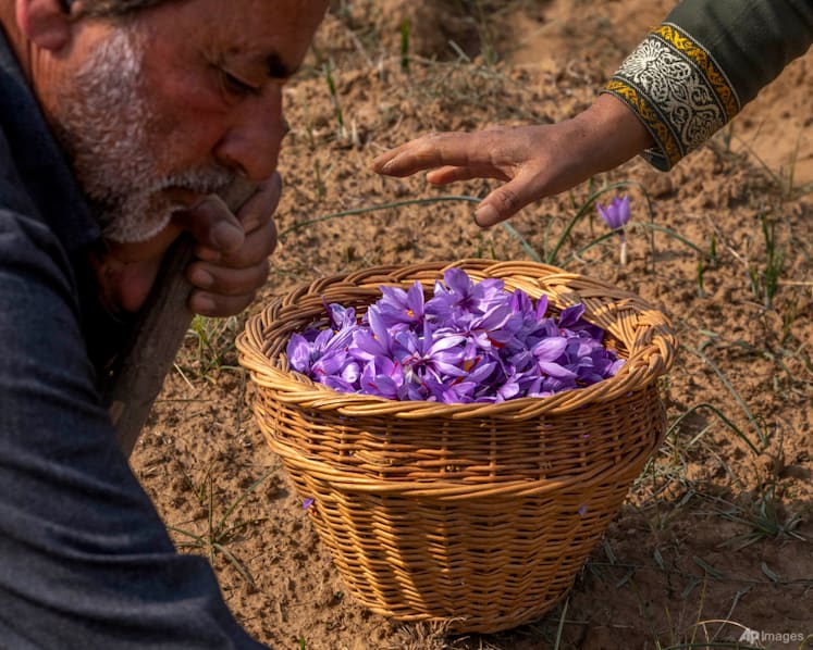 Kashmir’s farmers revive saffron cultivation indoors as climate change hits
