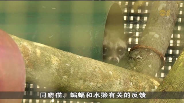 ACRES今年首五个月接获350起 有关动物闯住宅区反馈